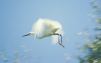 E. garzetta (© Fernando di Fabrizio)