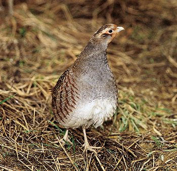 P. perdix (© (autore da inserire))
