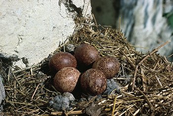 F. tinnunculus (© Fernando di Fabrizio)