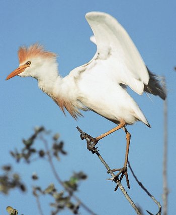 B. ibis (© Roberto Mazzagatti)