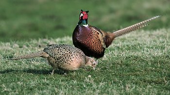 P. colchicus (© Roberto Mazzagatti)