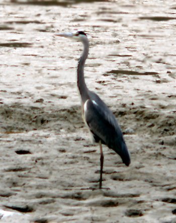 G. grus (© Fernando di Fabrizio)