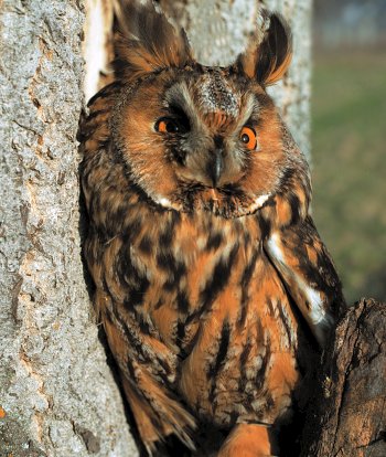 A. otus (© Fernando di Fabrizio)